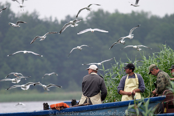 Seagulls swarm flight smells fish at Fisher after haul at shores cleaning networks gets fish-food