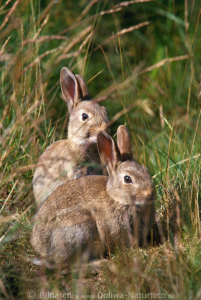 Wildrabbits young pair in grass sunbathes wildlife portrait
