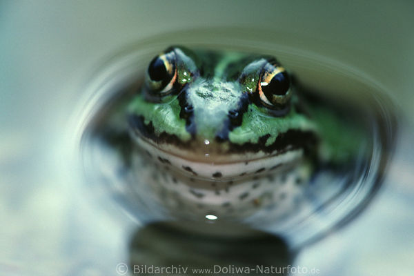 Frog art-picture in water-dent Rana esculenta big eyes in pond animal macroimage wildlife