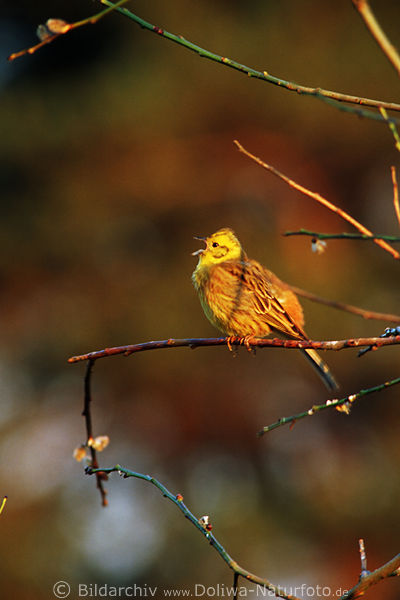 Singing yellowhammer on branch Emberiza citrinella songbird female-search
