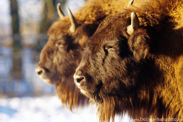 Bison duet pair buffaloportrait in the sunshine two bisons
