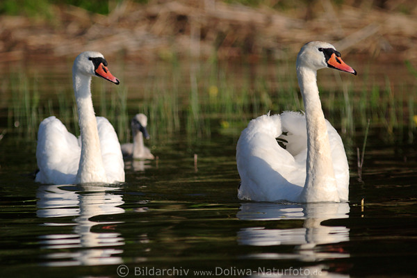 Swan family wildlife portrait in water bird hump-swan