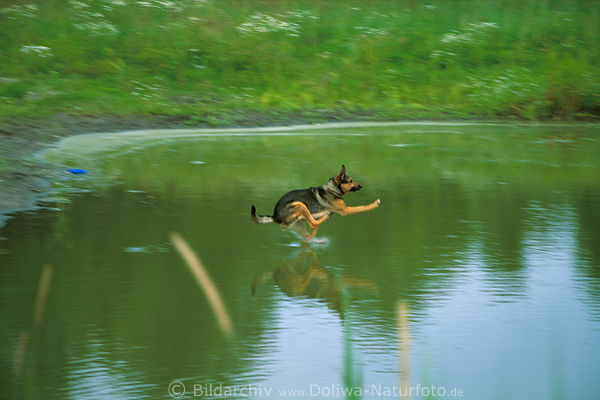 Dog runs over water jump flight movement dynamics sheepdog sprint over pond-water