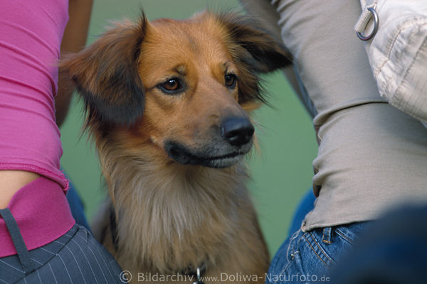 Terrier muzzle-small dog between girl pair pet