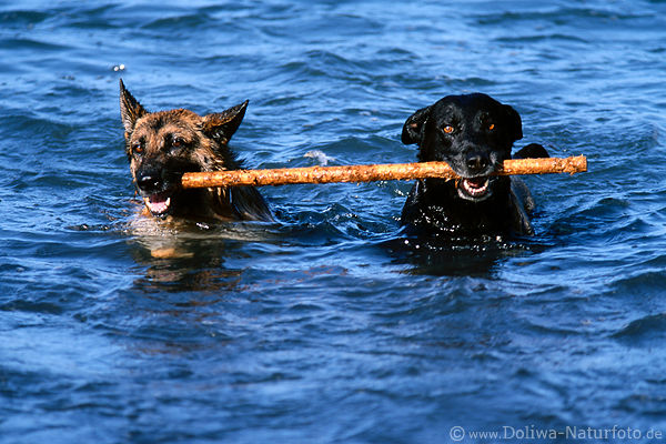 Two dogs swims with stick in water shepherd pet action-portrait