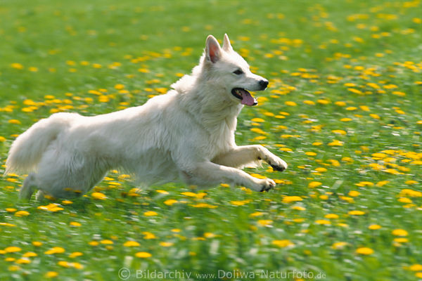 running white-dog in flowers yellow blooming-meadow