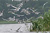 Moewe72_Seagulls swarm, seagull in flight & fight about food, gets fish from water