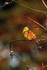 0257_Singing yellowhammer on branch, Emberiza citrinella, songbird, small bird in photo, female-search, singender Goldammer