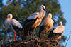 0273_Stork birds, nest photo, squab, storks - family, white stork bird, ciconia ciconia, Storchennest