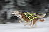 101470_Running sleigh-dogs dynamic photography dogmushing picture pet animals dog-pair speed on snow
