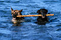 2162_Dogs pair swims with stick in water