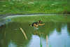 Dog runs over water jump flight movement dynamics sheepdog sprint over pond-water