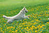 3501_american - canadian sheepherd dog running in dandelion yellow flower in spring, sheepdog runs, jump on blooming flower-meadow