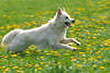 3502_Swiss Shepherd dog runs on yellow blooming dandelion flower meadow