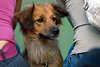 3897_Terrier muzzle, small dog between girl pair, under poor two girls, brown animal, pet