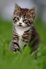 43812_Pussy cat, kitten portrait, young cat photo, cat-baby, kittens in grass, cute, sweet, junge Hauskatze, niedlich, suesse Miezekatze