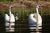 44927_Swan family wildlife portrait, swans on waters, bird hump-swan photo, cygnus olor pair with baby