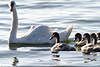 45027_Swan family on waters, squab, young swans, bird photo
