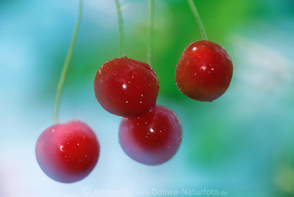 Cherries fruits cherry-maturity light ripe red crispy food on cherrytree