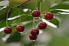 Cherries photo, darkens ripe cherry, fruit at tree, red fruit ripe