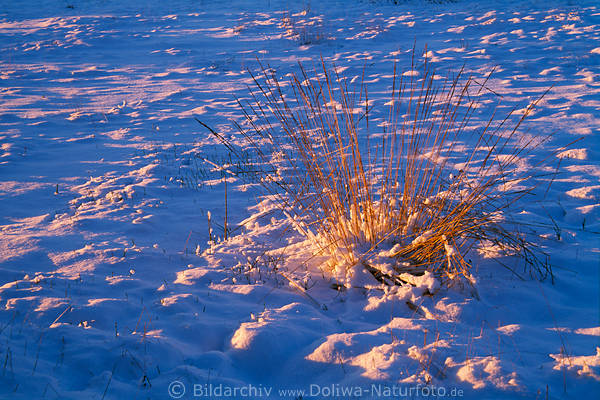 eath-grass on snow in red sunshine winter evening mood in nature red grasses