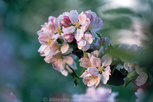 Apple bloom fruitstree flowers spring blooming apple shrub