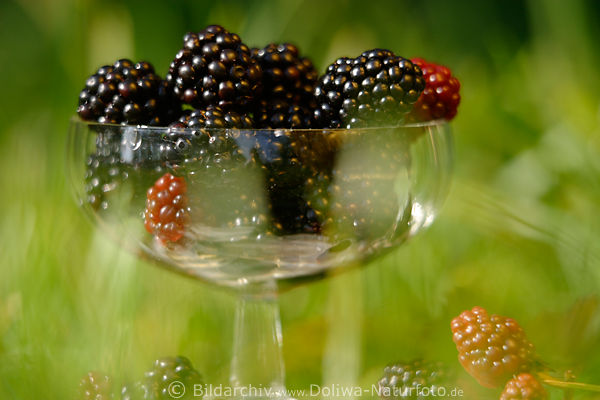 Blackberry red black fruits-cup in grass portion tender fruits berry cups ripe sweet bio foods