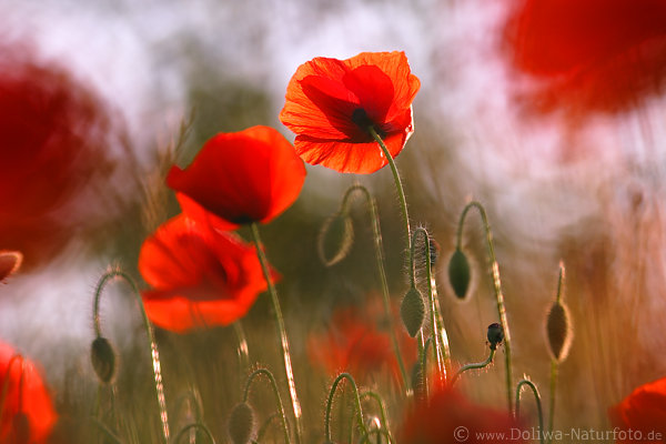 Poppy motion in wind abstract blurred blooming wildflowers nature meadow