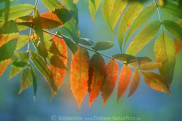 Leaves in blur autumn ash leaf soft yellow sallow red branch
