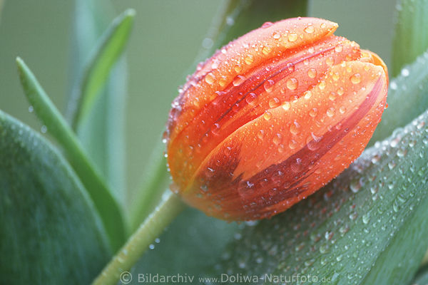  Tulip flower red blooming plant artphoto with raindrops close-up camera