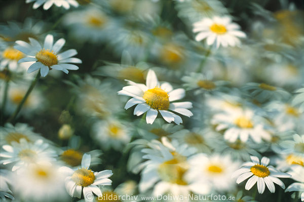 Daisies romantic flowerfield art photo whitens blooming daisyfield in wind blur leucanthemum vulgare