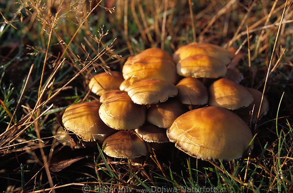 Mushroom Fungus group Hypholoma capnoides fungi evening light in nature grass