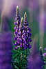 Lupinus flowers in fuzziness, wet art-picture blooming plant, pink and lilac bloom flower