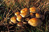 Mushroom Fungus group picture (Hypholoma capnoides) fungi in light nature grass