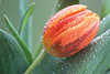 Tulip flower image, red blooming plant photo with raindrops, close-up camera picture