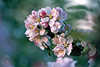Apple-bloom picture, fruit-tree blooming flowers, apple bloom shrub