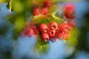 Berries of Hagebutte red fruits art-photo, heals-plant berry, ripe fruit, foods, red ripe berries at the shrub