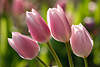Tulips wet lilac picture pink flowers bloom onion-plant blossom fresh waterdrops close-up photo
