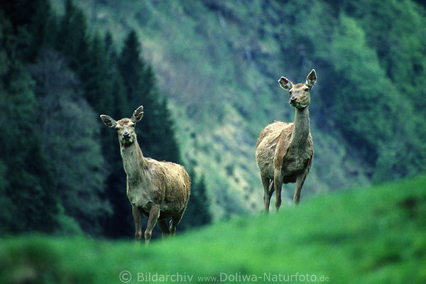 Hirsche-Paar auf Berghgel Freigehege Wildpark Verleiten