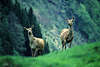 Wildpark Verleiten Hirsche-Paar auf Berghgel Freigehege 