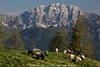 1202036_Reißkofel Alpenpanorama Bild mit Schafherde auf Alm grüner Naturweide in Berglandschaft Frühlingsfoto