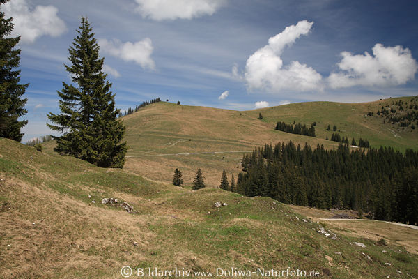 Postalm Hochplateau Naturidylle Berge Alpenlandschaft fr Wandern Skiurlaub