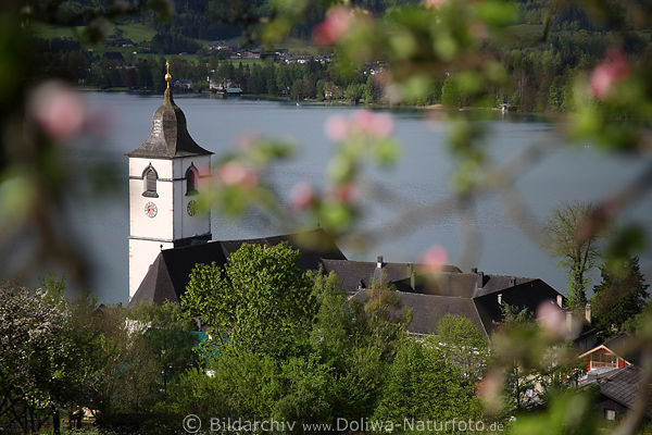 Kirchl-Apfelblüte Frühling-Naturbild über Sankt Wolfgang Kirchturm Dächer Wasserblick
