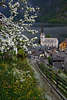 105794_Frhling in Hallstatt Foto Obstbaumblte bunte Wiesenblumen grner Berghang Pfad ber Hausdcher & Kirchenblick