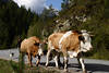811078_ Almabtrieb Bild aus Tirol: Khe in Marsch von Almweiden in Gaistal, dahinter Hund des Schfers Foto