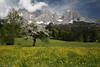 1300231_Apfelbaum Frhlingsblte Blumenwiese Foto vor Wilder Kaiser Berge Panorama Alpenlandschaft Naturbild