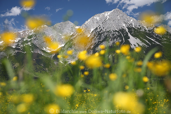 Alps yellow-flowers soft bloom at Wildkaiser mountains image spring landscape romantic nature-photo
