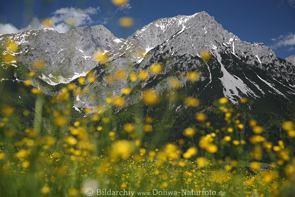 Treffauer Gipfel hinter Alpenblumen Frhlingsblte