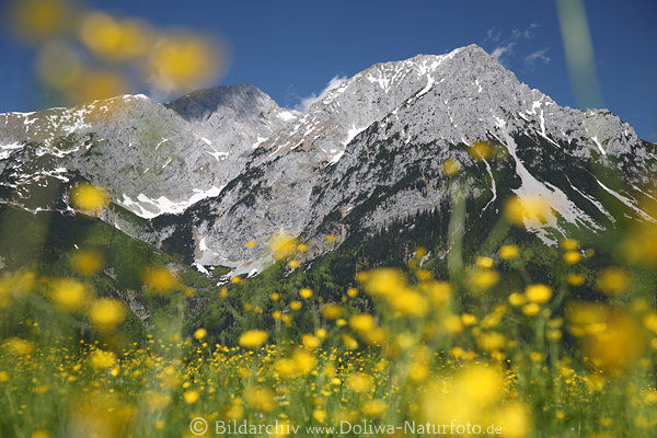 Spring-flowers Alps landscape romantic mountains nature photo