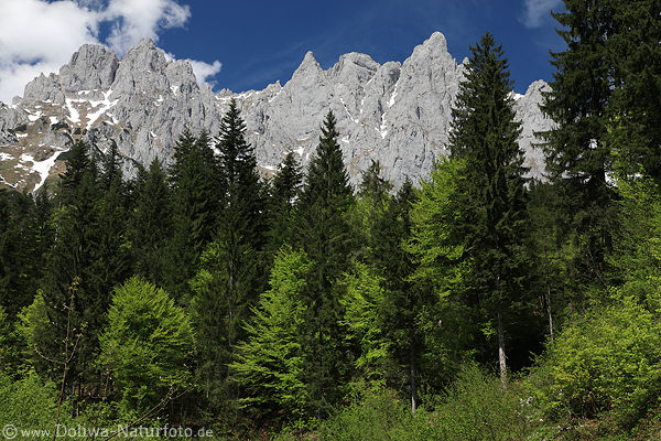 Gipfeln ber Bergwald Frhlingsbild grne Bume Felspanorama
